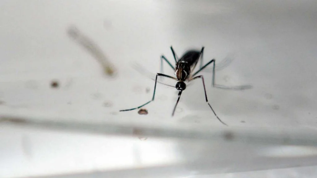 dengue-2-1024x576