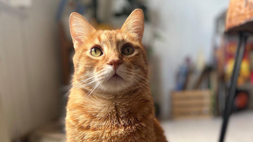 gato