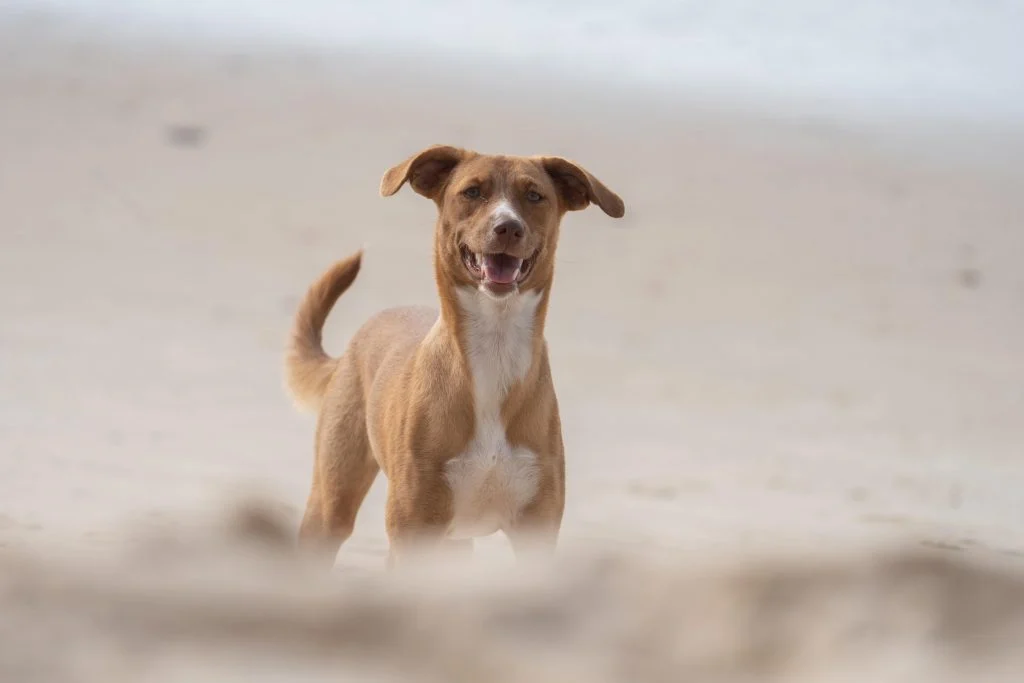 Perro-1024x683
