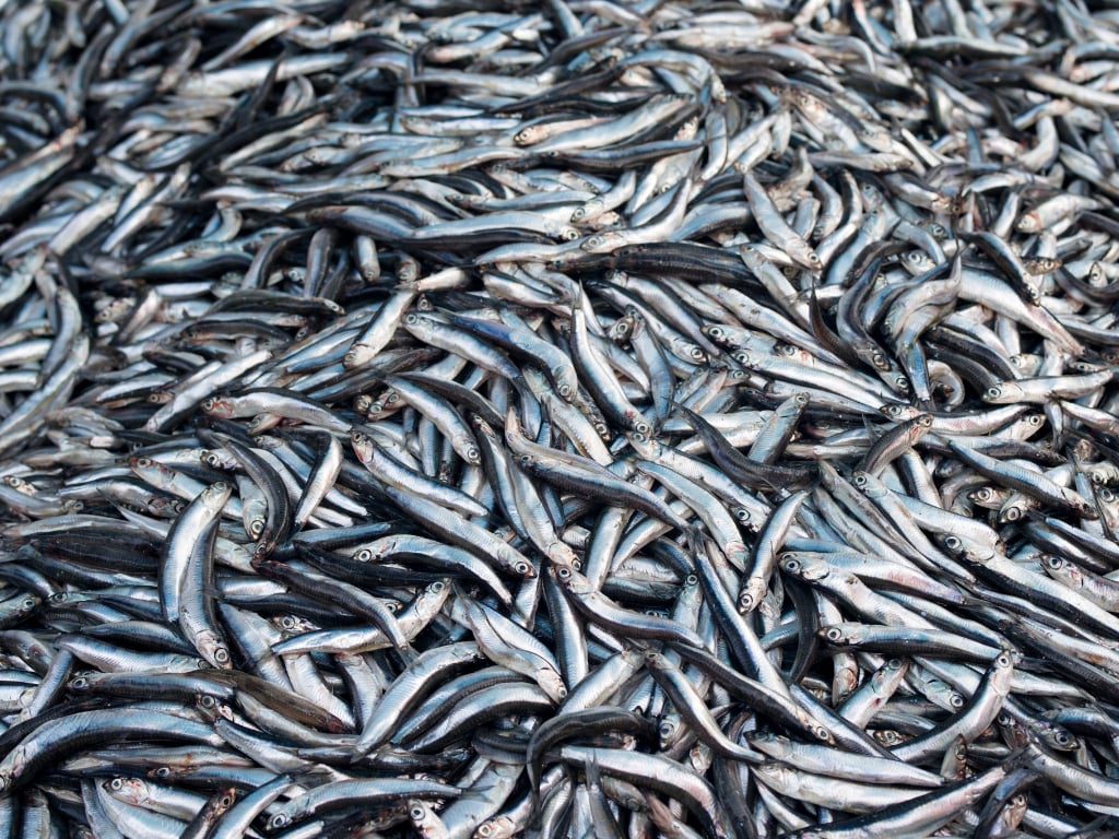 anchoas-mar