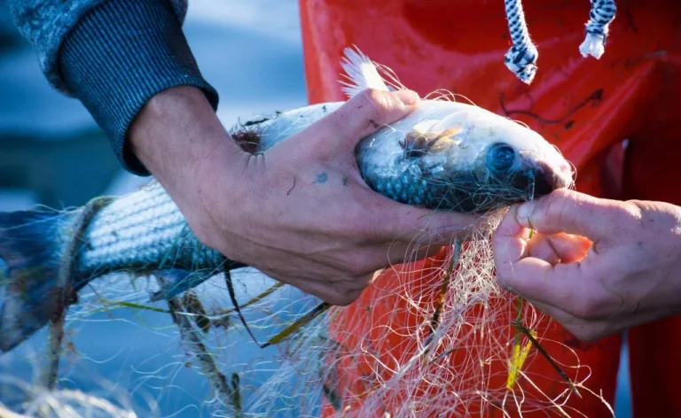 pesca_de_arrastre-1024x629