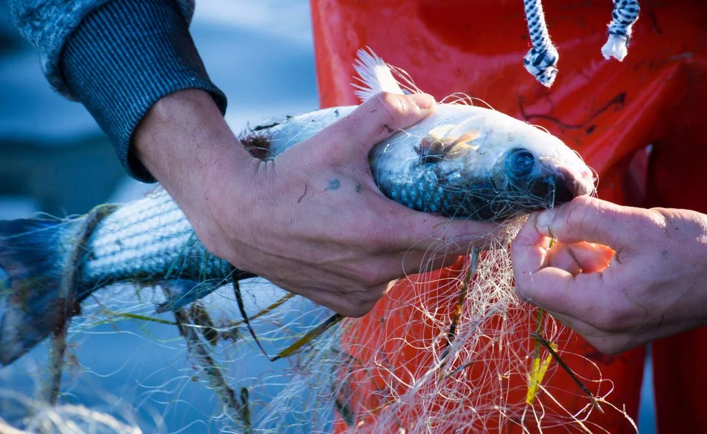 pesca_de_arrastre-1024x629