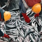 Pesca