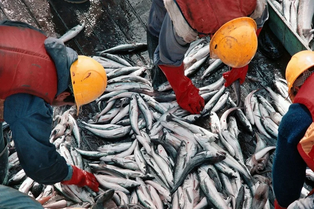 Pesca
